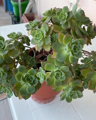 Pianta BABY Aeonium hawortii