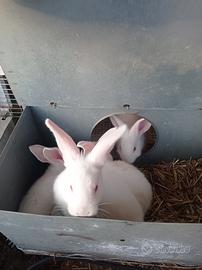 Coniglietti nuova Zelanda