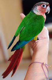 Pappagalli allevati a mano