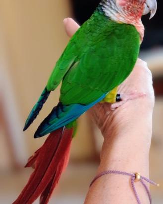 Pappagalli allevati a mano