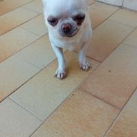 Chihuahua