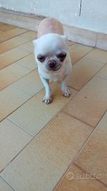 Chihuahua