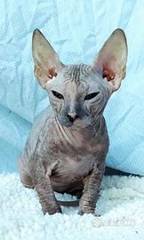 Gattini don sphynx vari colori