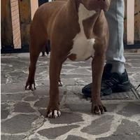 American pitbull terrier