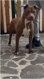 American pitbull terrier