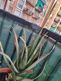 pianta aloe bella