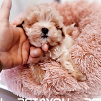 Cuccioli taglia piccolissima ANCHE 24 RATE