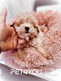 Cuccioli taglia piccolissima ANCHE 24 RATE