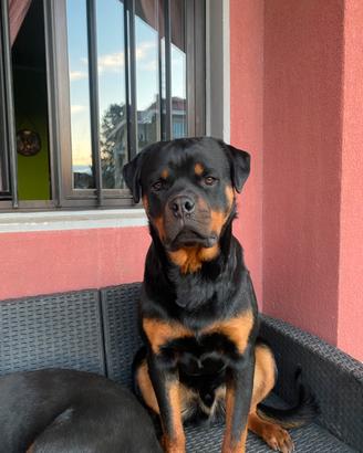Rottweiler