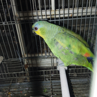 Amazzone fronte gialla maschio