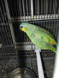 Amazzone fronte gialla maschio