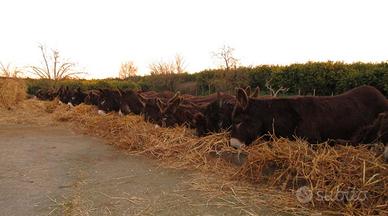 Asini Ragusani iscritti