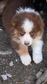 Cuccioli australian shepherd blue merle