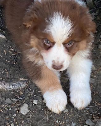 Cuccioli australian shepherd blue merle