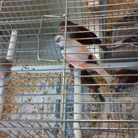 Arlecchino portoghese c a n a r i n i