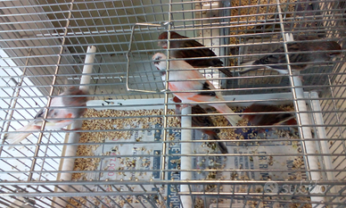 Arlecchino portoghese c a n a r i n i