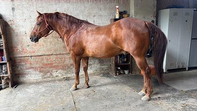 Cavallo
