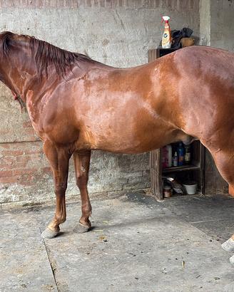 Cavallo
