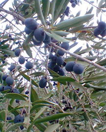 Terreno uliveto Ariano irpino