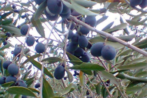 Terreno uliveto Ariano irpino