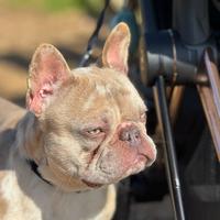 Bulldog francese disponibile per monta