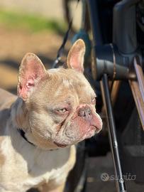 Bulldog francese disponibile per monta