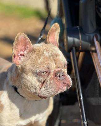 Bulldog francese disponibile per monta