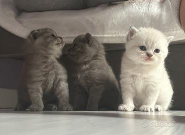 Nuova cucciolata Scottish