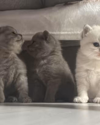 Ultimi due Scottish silver point