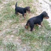 Airedale terrier