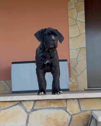 Cuccioli di cane Corso