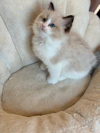 Cucciola Ragdoll con pedigree