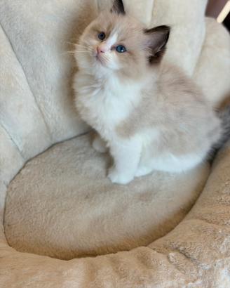Cucciola Ragdoll con pedigree