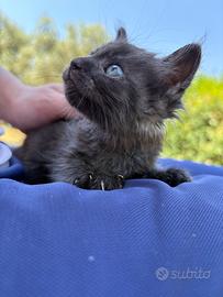 Gattino dolce