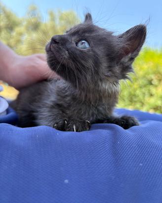Gattino dolce
