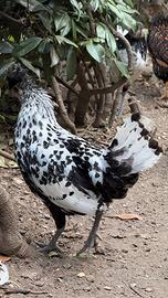 Appenzeller lakenverdel,galline 4 mesi