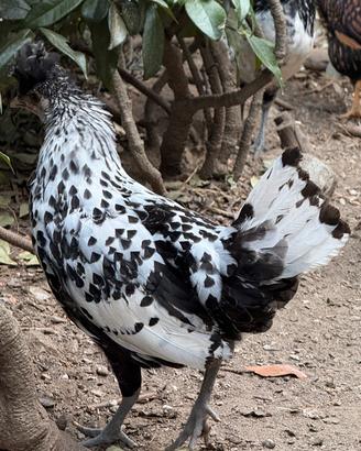 Appenzeller lakenverdel,galline 4 mesi