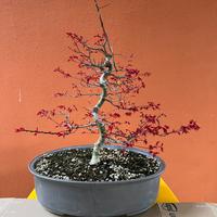 Bonsai Acero Palmato Deshojo