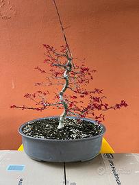 Bonsai Acero Palmato Deshojo