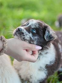 Cuccioli femmina blue merle