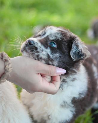 Cuccioli femmina blue merle