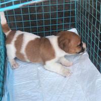 Cucciolo di jack Russell