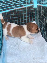 Cucciolo di jack Russell