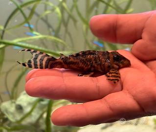 Hypancistrus