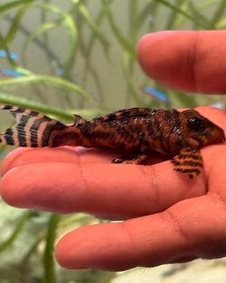 Hypancistrus