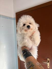 Maltipoo