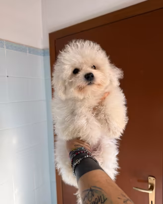 Maltipoo