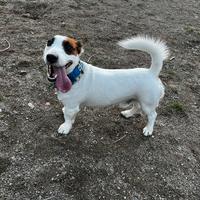 Jack Russell terrier maschio