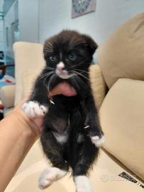 Scottish Fold cuccioli