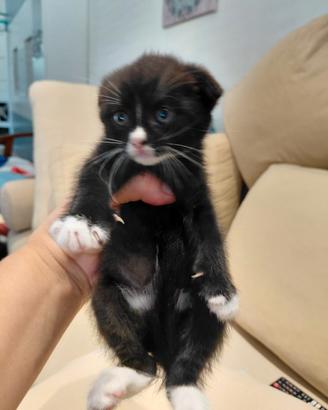Scottish Fold cuccioli